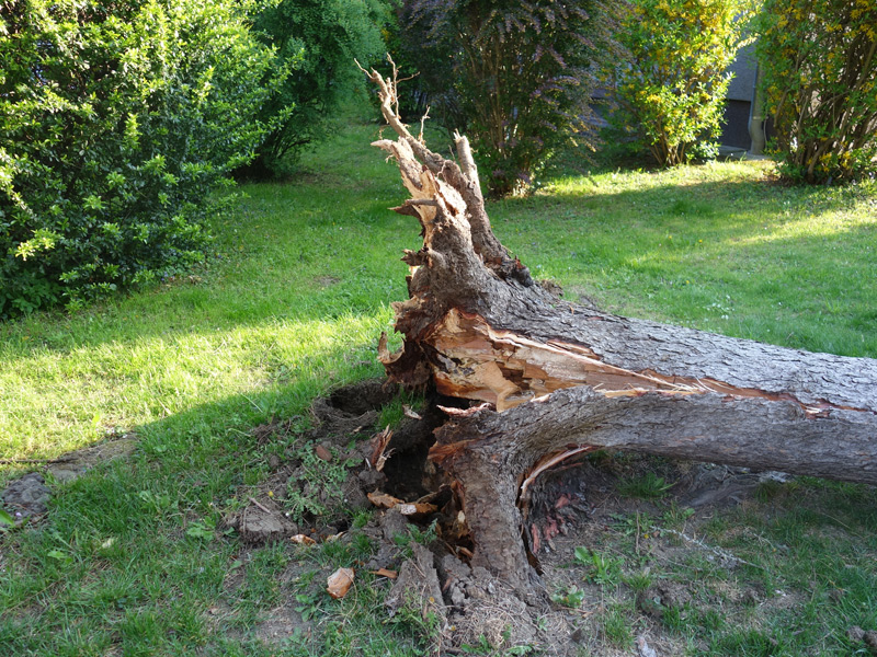 Windbruch, Sturmschäden und Totholzentfernung - keine Problem für das ÖKO MAX Grünflächenteam